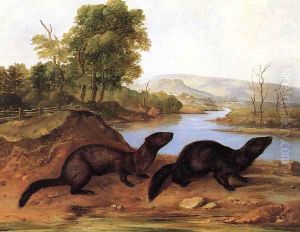 Mountain Brook Minks by John Woodhouse Audubon