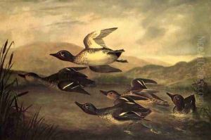 Wild Ducks Rising by John Woodhouse Audubon