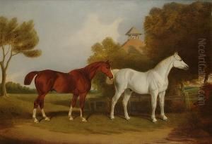 A Portrait Of Two Stallions In A Paddock