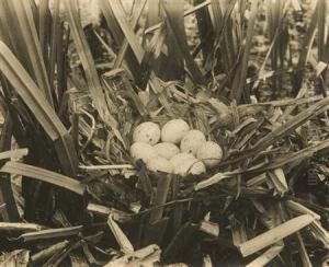 Group Of 10 Images Of Bird Nests And Eggs. by Richard Tepe