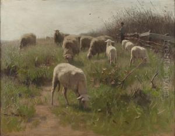 Sheep In Pasture - view 1