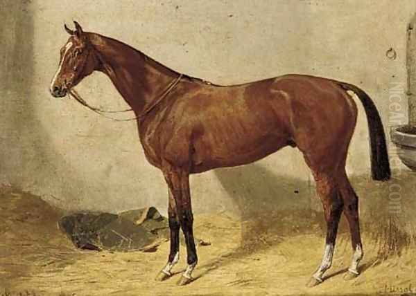 Missal, a chestnut hunter in a stable - view 1