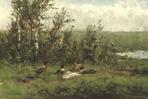 A group of ducks in the meadow
