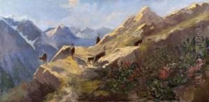 Gemsen Im Hochgebirge
