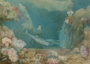 The Garden Of The Nereides; Gurnards From The Brighton Aquarium