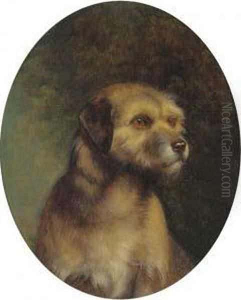 Sandy, A Border Terrier - view 1