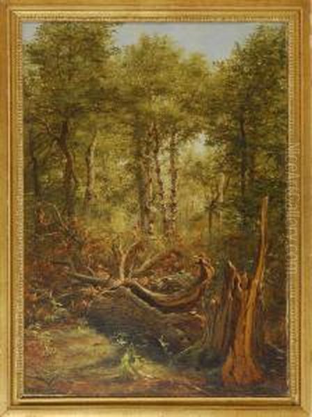 Forest Interior With Fallen Tree - view 1