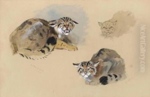 Studies Of A Wild Cat by Archibald Thorburn