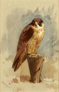 Mediterranean Peregrine Falcon