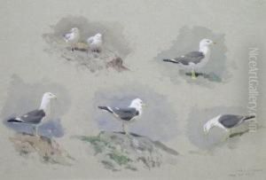Studies Of A Herring Gull by Archibald Thorburn