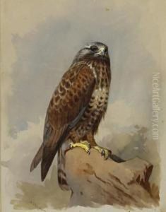 Kestrel by Archibald Thorburn