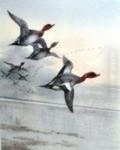 Widgeon by Archibald Thorburn