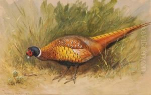 A Foraging Pheasant