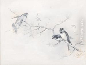 Swallows On A Branch