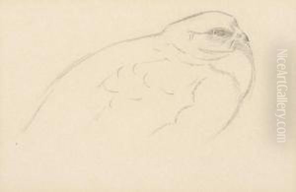 Pheasant - view 1