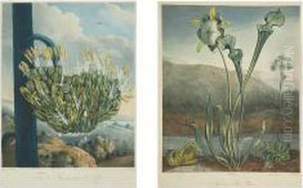The American Aloe; American Bog-plants by Robert John, Dr. Thornton