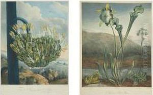 The American Aloe; American Bog-plants by Robert John, Dr. Thornton