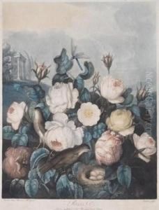 Roses by Robert John, Dr. Thornton