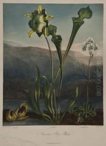 American Bog Plants by Robert John, Dr. Thornton
