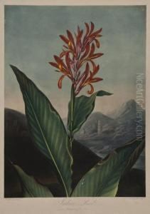 The Indian Reed by Robert John, Dr. Thornton