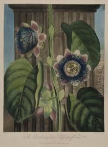 The Quadrangular Passion Flower by Robert John, Dr. Thornton