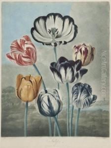 Tulips by Robert John, Dr. Thornton