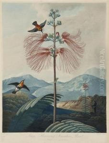 Large Flowering Sensitive Plant - view 1
