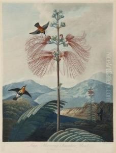 Large Flowering Sensitive Plant by Robert John, Dr. Thornton
