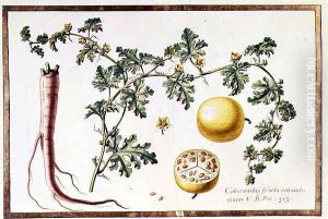 Citrullus Colocynthius by Claude Aubriet