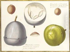 Two studies of an exotic fruit, a cross section of the same and three seeds by Claude Aubriet