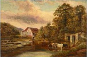 Cows Watering By Old Snuffy Jacks Water Mill On Theriver Frome