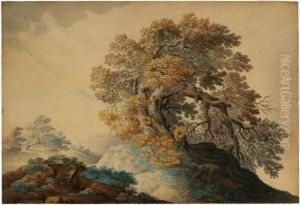 Eichenbaum Im Gewittersturm