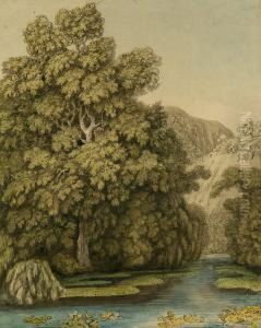 Eichenbaum Und Trauerweiden Am Waldsee
