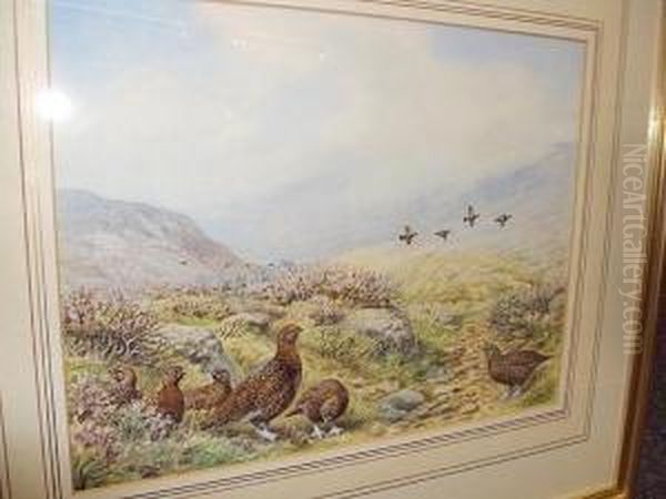 Red Grouse - view 1