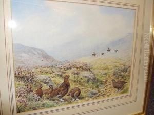 Red Grouse