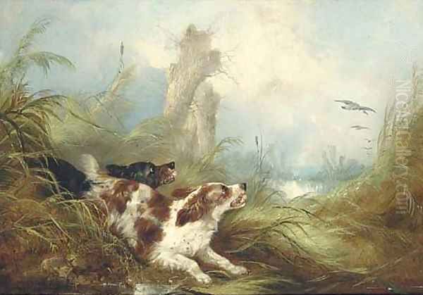 Spaniels flushing out mallards - view 1