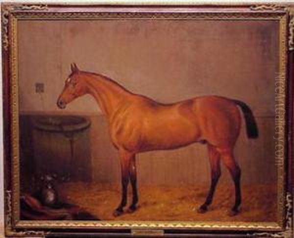 Horse Portrait, St. Serf - view 1