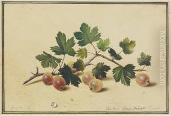 Goosberrries - view 1