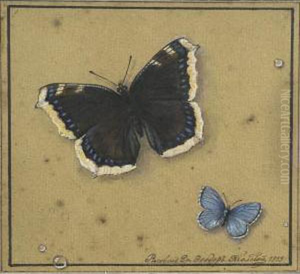 Butterflies - view 1