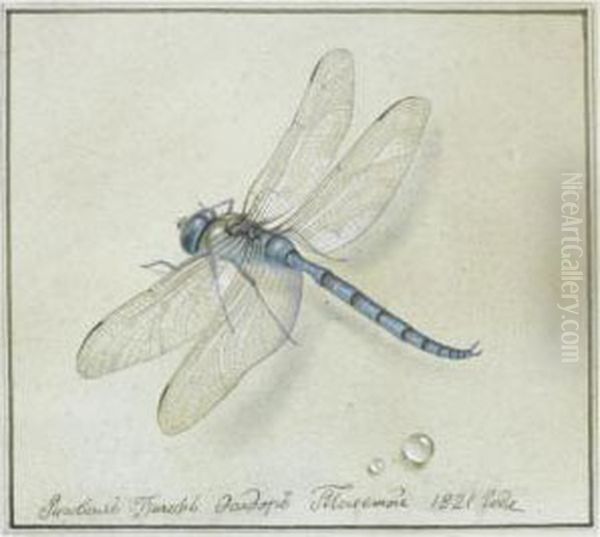 Dragonfly - view 1