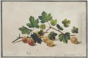 Gooseberries