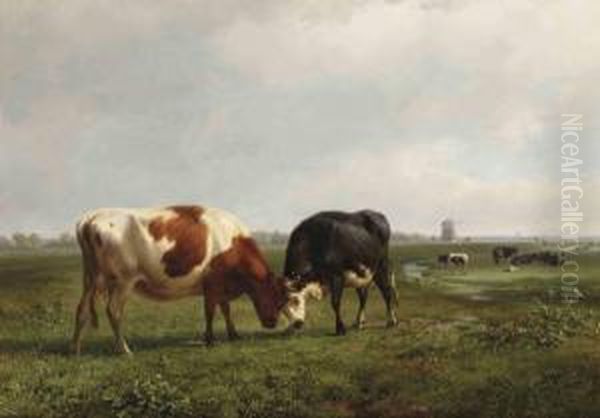 Two Cows Locking Horns - view 1