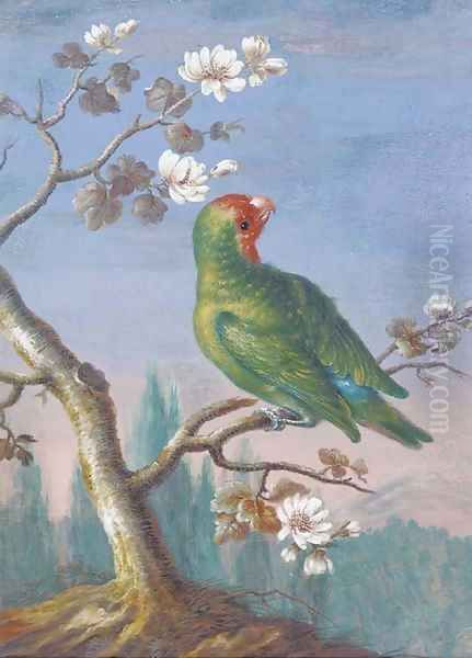 A Red Fronted Parakeet - view 1