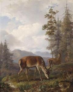 Grazing Red Deer In A Clearing