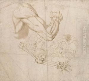 An Ecorche Study Of A Shoulder And Right Arm And Studies Of Thebones Of The Right Arm And Of Five Heads by Bartolomeo Torri