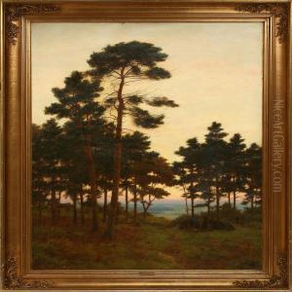 Evening Forest Scene - view 1