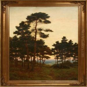 Evening Forest Scene