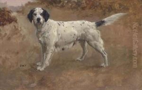 An English Setter - view 1
