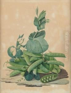 Studies Of Fruit And Vegetables by Giuseppe Trani