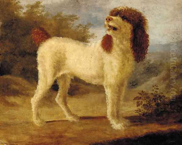 A water spaniel - view 1